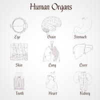 Ícones de órgãos humanos vetor