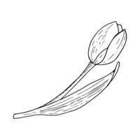 tulipa flor ilustração. curvado folha lâmpada cabeça Preto esboço gráfico desenho. botânico Flor cumprimento cartão. tinta linha contorno silhueta esboço vetor
