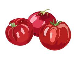 tomates vermelhos maduros em um fundo branco vetor