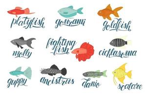 vetor colorido conjunto de peixes de aquário com letras isoladas no fundo branco. coleção colorida de molly, guppy, platyfish, goldfish, danio, scalare, cichlasoma. ilustração subaquática