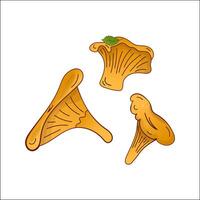 chanterelle cogumelo, boletos isolado ilustração. tema plantas, botânicos, cogumelos dentro desenho animado. Projeto elemento para tema floresta cogumelos, cardápio, ingrediente, receitas, orgânico produtos, etc. vetor