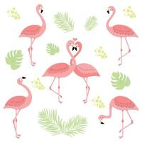 fofa flamingo ilustração conjunto vetor