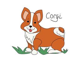 desenho animado cachorro procriar corgi. focinho do uma fofa engraçado filhote de cachorro. Projeto para promoção do produtos, animal comida, desenho. ilustração em isolado fundo. vetor