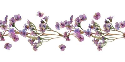 mão desenhado aguarela ilustração gasto boho botânico flores Bergenia pulmonar pulmonaria angelonia bacopa heliotrópio, mar lavanda. desatado bandeira isolado em branco. Projeto casamento, amor cartões vetor