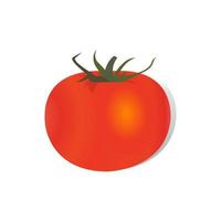 ilustração vetorial realista de tomates vetor
