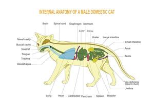 interno anatomia do uma doméstico gato.carnívoros. mamífero. vetor