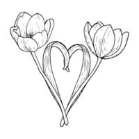 tulipa flor coração ilustração. curvado folha forma casal lâmpada. aberto cabeça Preto esboço gráfico desenho. botânico Flor Primavera cumprimento cartão. tinta linha contorno silhueta esboço vetor