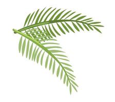 Palma folhas dentro plano Projeto. tropical árvore verde folhagem dentro verão viagem. ilustração isolado. vetor