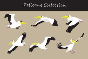 pelicano coleção. pelicano dentro diferente poses vetor