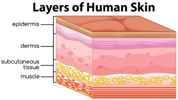 Camadas de conceito de pele humana vetor