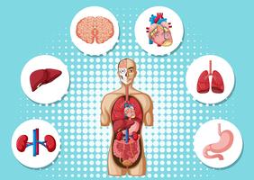 Anatomia humana com diferentes órgãos vetor