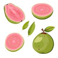 conjunto do suculento e saudável verde goiaba e Rosa fatias isolado em branco fundo. fatiado tropical fruta ilustração dentro plano estilo. verão clipart para Projeto do cartão, bandeira, folheto, poster vetor