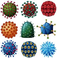 Diferentes tipos de vírus vetor