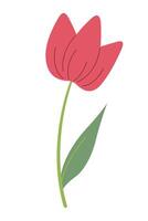 lindo vermelho tulipa isolado em branco fundo. gráficos. obra de arte Projeto elemento. desenho animado Projeto para poster, ícone, cartão, logotipo, rótulo. vetor