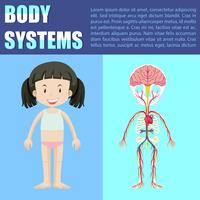 Diagrama do sistema corporal da menina vetor