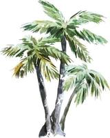 ilustração de palmeira em aquarela vetor