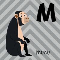 fofa desenho animado jardim zoológico ilustrado alfabeto com engraçado animais. espanhol alfabeto. m para macaco dentro espanhol. aprender para ler. isolado ilustração. vetor