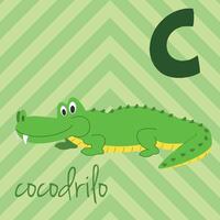 fofa desenho animado jardim zoológico ilustrado alfabeto com engraçado animais. espanhol alfabeto. c para crocodilo dentro espanhol. aprender para ler. isolado ilustração. vetor