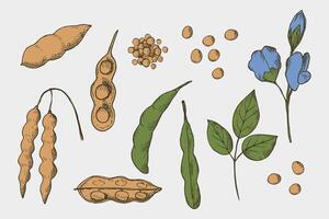 soja desenhado plantar conjunto em a isolado fundo. ilustração do feijão, caules soja plantar e flor soja. saudável comida, natural proteína, semente colheita. para imprimir, rótulo, modelo, papel, cartão vetor