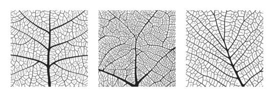 folha veia textura abstrato fundo conjunto com fechar acima plantar folha células enfeite textura padronizar. vetor