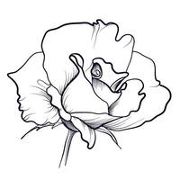 mão desenhando do uma rosa flor vetor