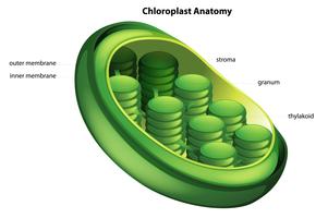 cloroplasto vetor