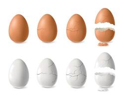 conjunto de ovo branco e marrom