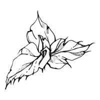 conjunto do elementos com mão desenhado verão papoula folhas. isolado em branco fundo. botânico gráfico ilustração. Projeto para convites, casamento, amor ou cumprimento cartões, papel, imprimir, têxtil vetor