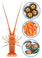Quatro tipos de frutos do mar na chapa vetor