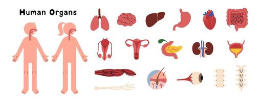 humano órgãos coleção 1 fofa em uma branco fundo, ilustração. vetor