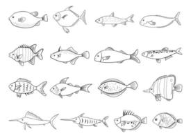ilustração de desenho vetorial desenho de peixes isolada no fundo branco vetor