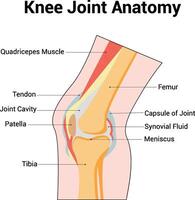 joelho articulação anatomia Ciência diagrama ilustração vetor