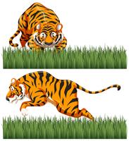 Duas cenas de tigre selvagem vetor