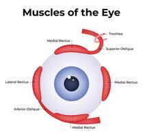 músculos do a olho Ciência Projeto ilustração diagrama vetor