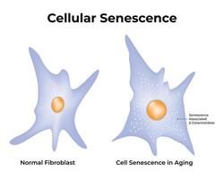 celular senescência Ciência Projeto ilustração diagrama vetor