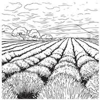 lavanda campo flor mão desenhado esboço ilustração vetor