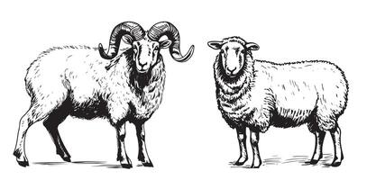 ovelha e RAM Reprodução esboço mão desenhado dentro rabisco estilo ilustração desenho animado vetor