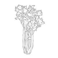 salsão vegetal esboço mão desenhado ilustração em branco Backgroung vetor