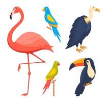 animais selvagens havaiano pássaros. exótico beleza pássaro do tropical paraíso selva Brasil ou Colômbia, arara periquito, tucano, flamingo, papagaios. vetor
