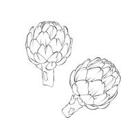 Alcachofra vegetal esboço mão desenhado ilustração em branco Backgroung vetor