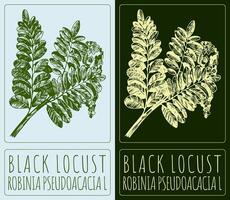 desenhando Preto gafanhoto. mão desenhado ilustração. a latim nome é Robinia pseudoacacia eu. vetor