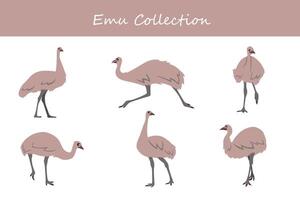 emu coleção. emu dentro diferente poses. vetor