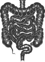 silhueta humano intestino Preto cor só vetor