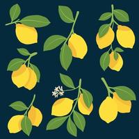 doodle desenho de esboço à mão livre de coleção de frutas de limão. vetor