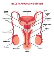 a reprodutivo sistema do humano vetor