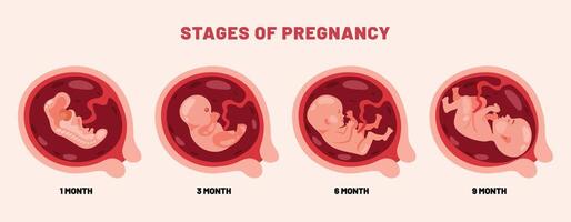 fetal desenvolvimento do a embrião vetor