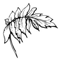 conjunto do elementos com mão desenhado verão papoula folhas. isolado em branco fundo. botânico gráfico ilustração. Projeto para convites, casamento, amor ou cumprimento cartões, papel, imprimir, têxtil vetor