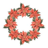 poinsétia, Natal vermelho flor com verde folhas. aguarela botânico guirlanda dentro Natal estilo. floral e plantar tendência. desenhando para Natal e Novo ano feriados, convites, cartões, bandeiras. vetor