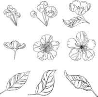 página para colorir com pacote gráfico de flores vetor