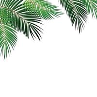 folha de palmeira em fundo branco com lugar para sua ilustração vetorial de texto vetor